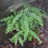 Adiantum aleuticum (Rupr.) C.A.Paris (Pteridaceae). Ettelbruck (L). © 2022 by Yves Krippel.