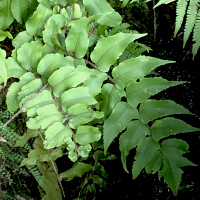 Cyrtomium fortunei J. Smith (Dryopteridaceae). Esch-sur-Sûre (L). © 2020 by Yves Krippel.