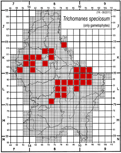Trichomanes speciosum