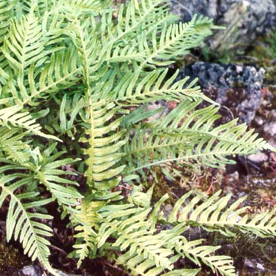 Polypodium interjectum – pteridophytes.lu