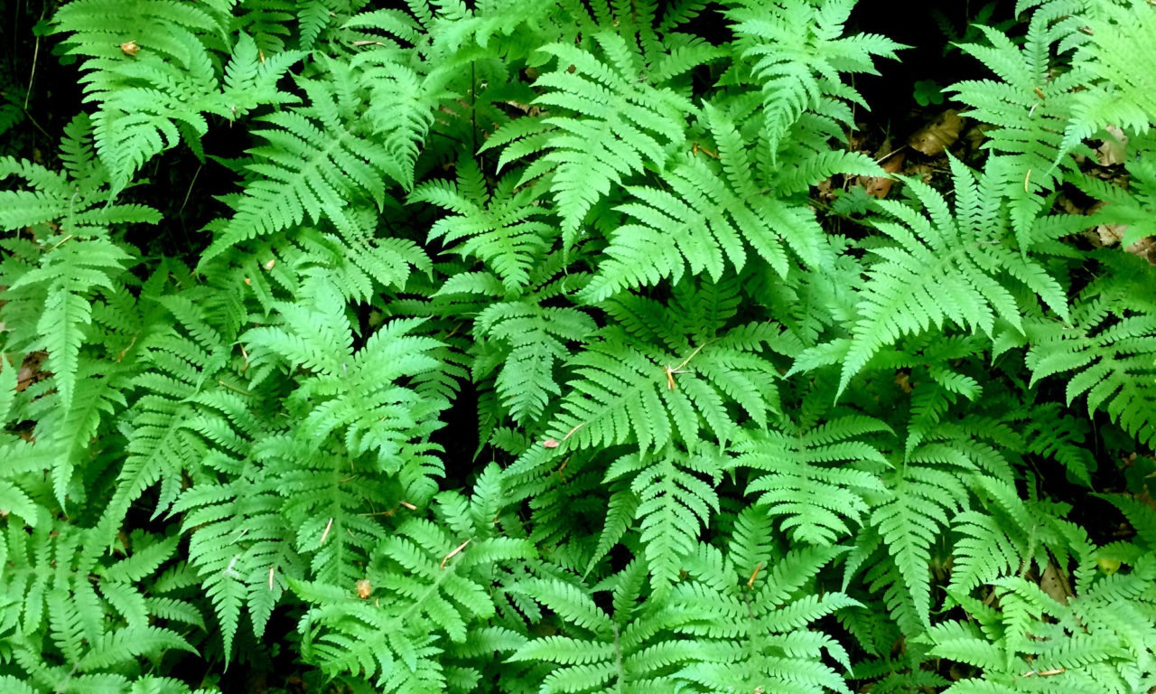 Check-List and Red List of the Pteridophytes of Luxembourg ...