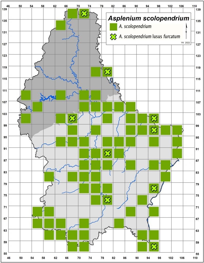 Map of Asplenium scolopendrium lusus furcatum