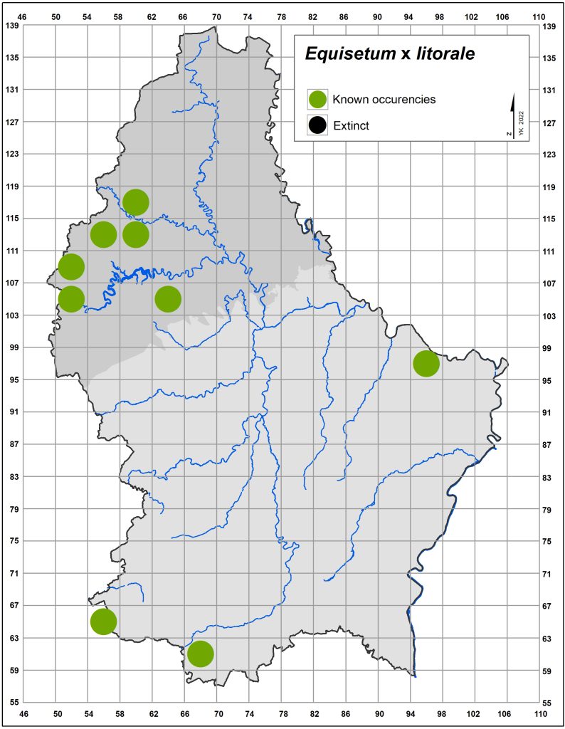 Map of Equisetum x litorale