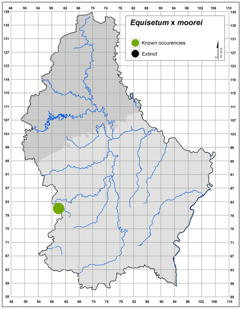 Map of Equisetum x moorei