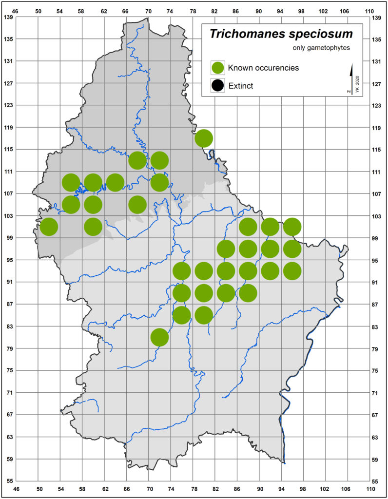 Distribution map of Trichomanes speciosum (gametophytes)